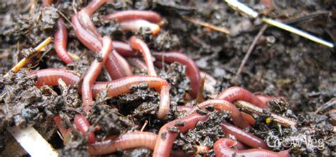The Surprising Health Benefits of Magic Worms for Humans